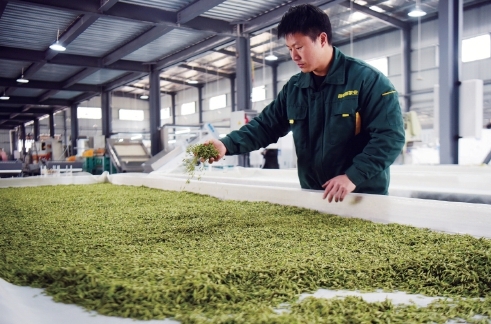 早春茶飄香 品牌齊爭艷——各地茶葉品牌建設的生動實踐